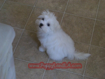 maltese puppy